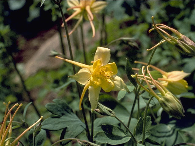 Golden Columbine