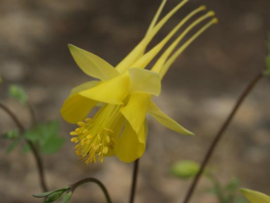 Golden Columbine