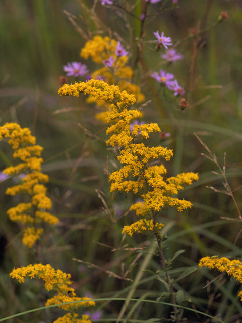 Gray Goldenrod