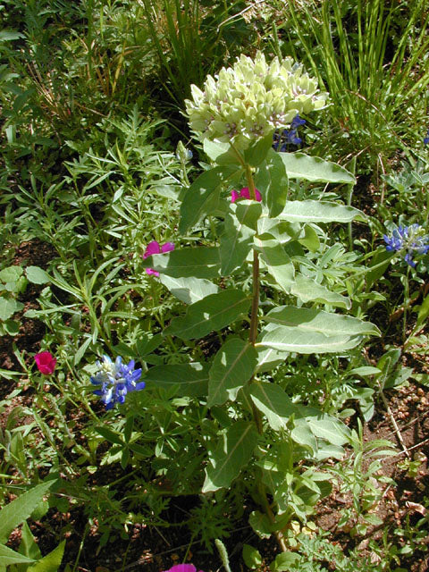 Green Milkweed