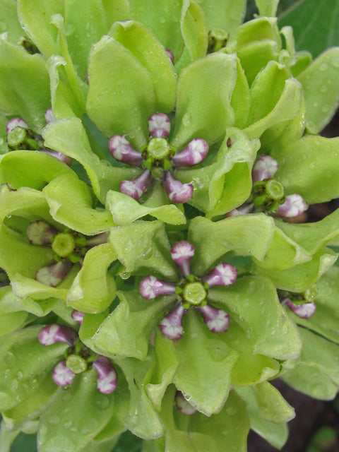 Green Milkweed