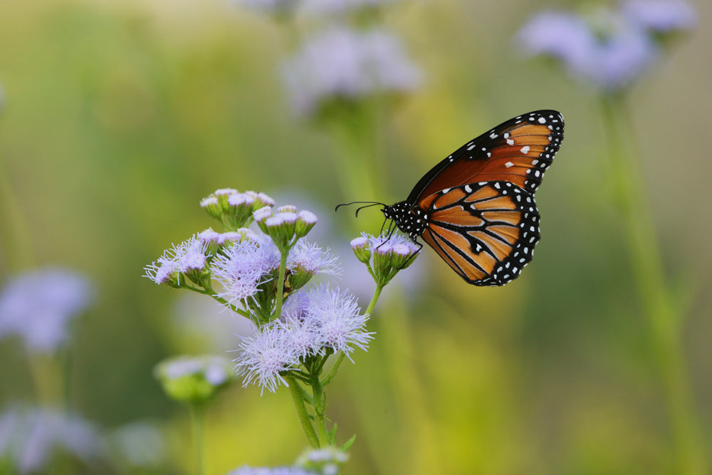 greggs mistflower