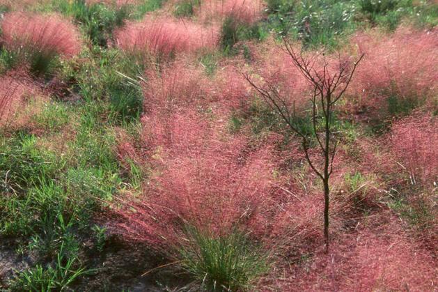 Muhlenbergia capillaris