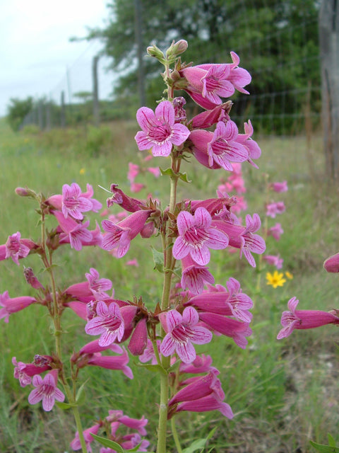 Scarlet Penstemon