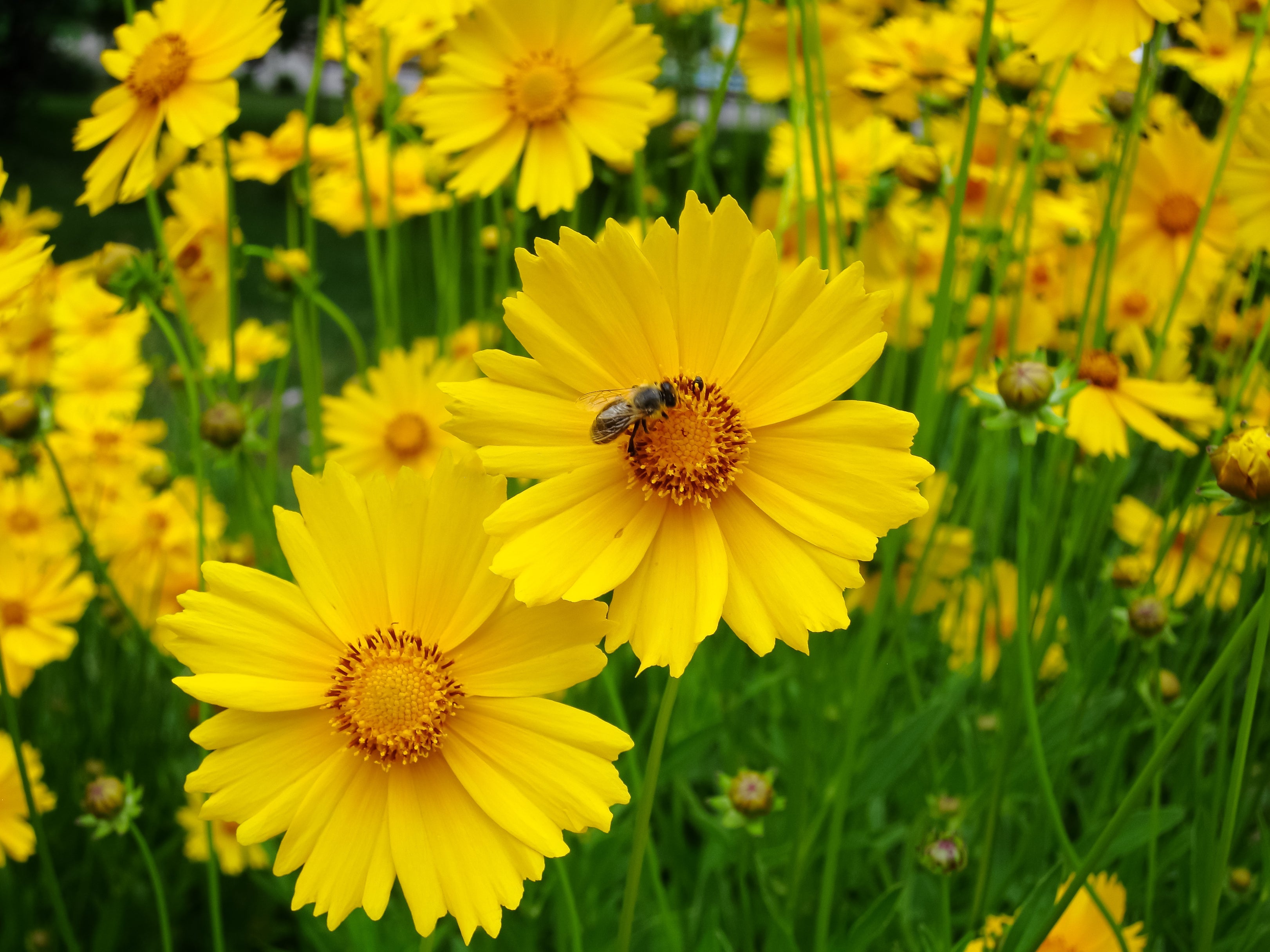 Coreopsis lanceolata