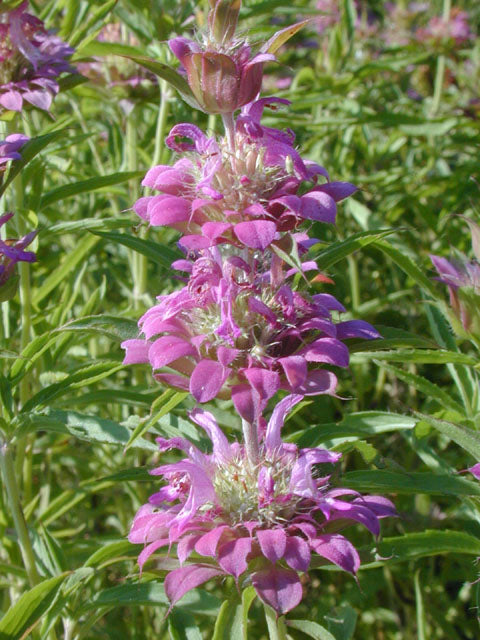 Lemon Beebalm