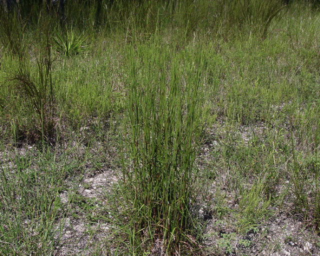 Little Bluestem