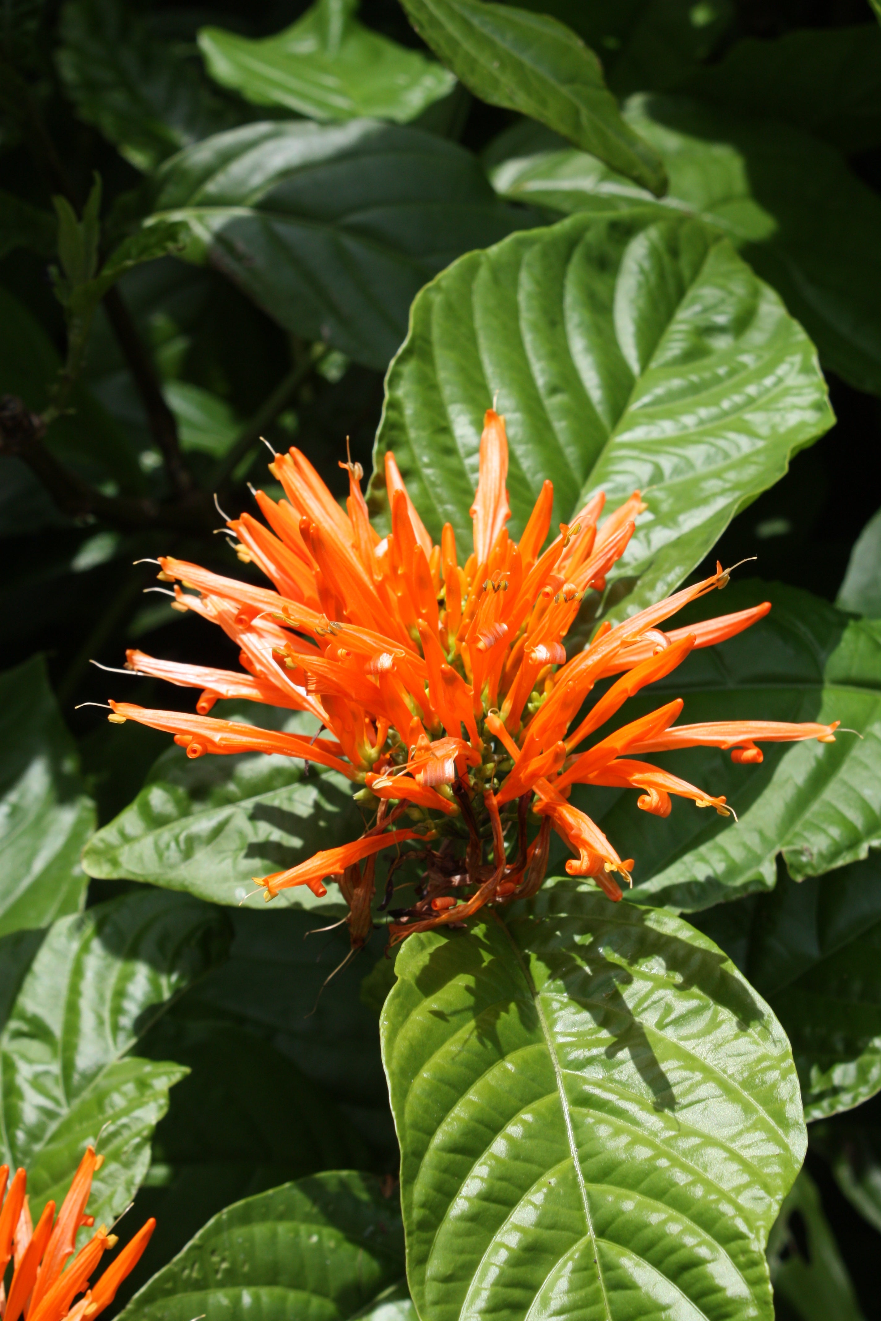 mexican honeysuckle