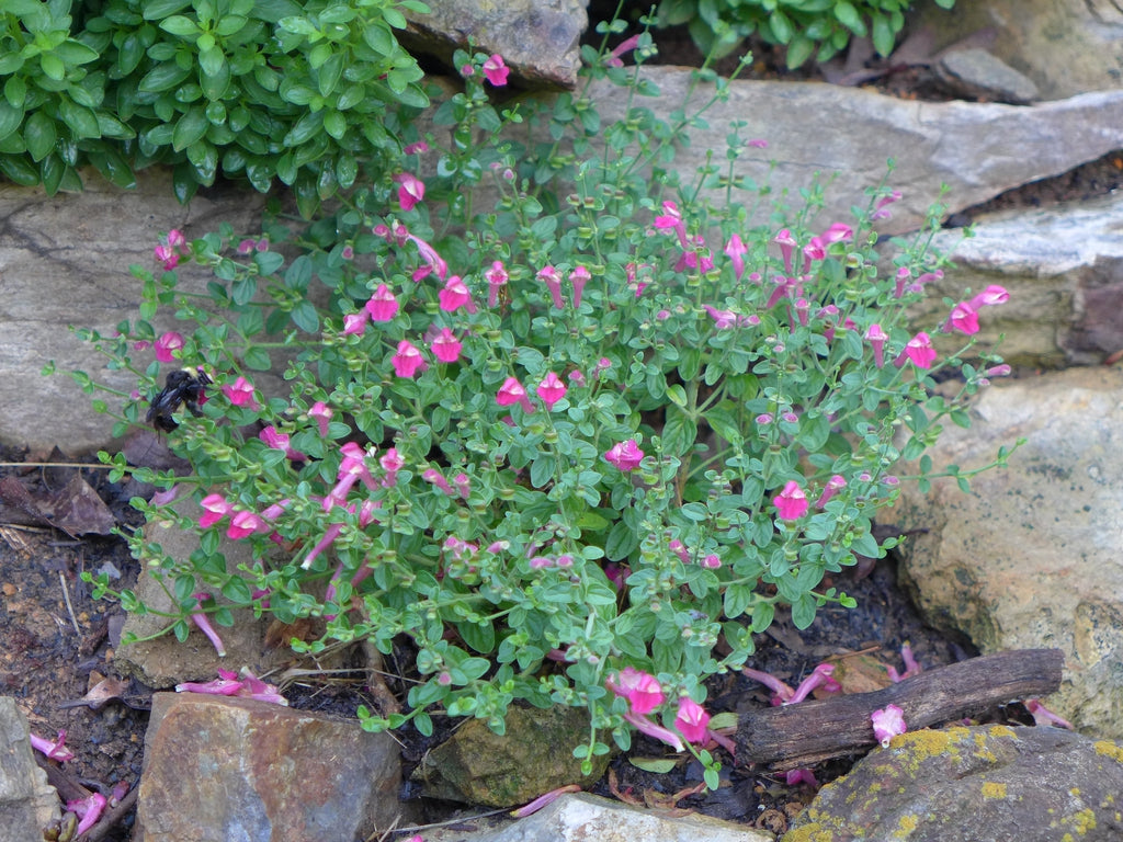 Pink Skullcap