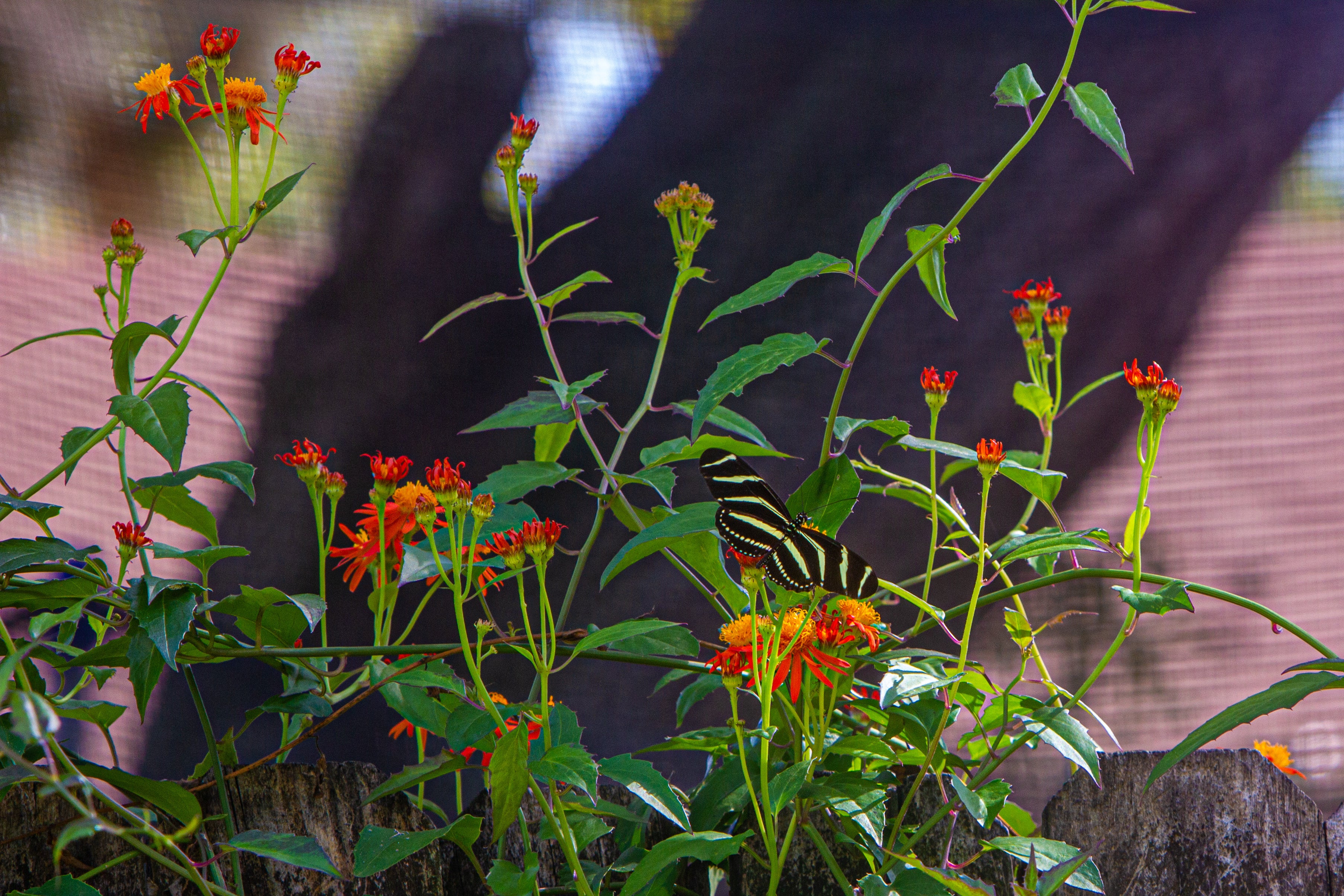 Mexican Flame Vine