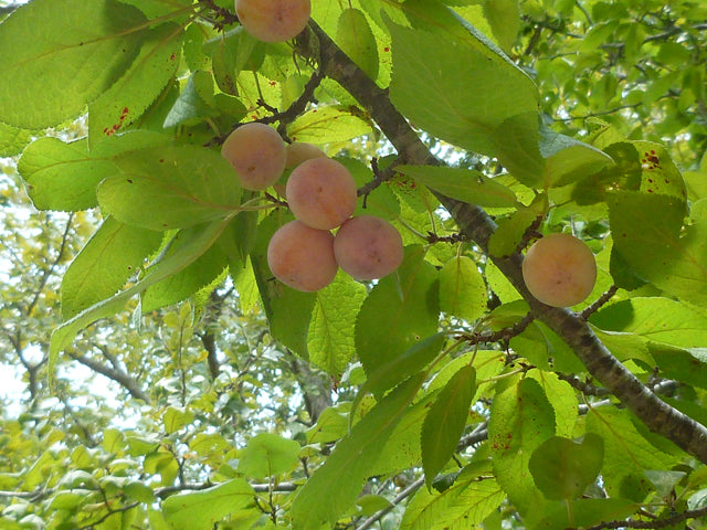 Prunus mexicana