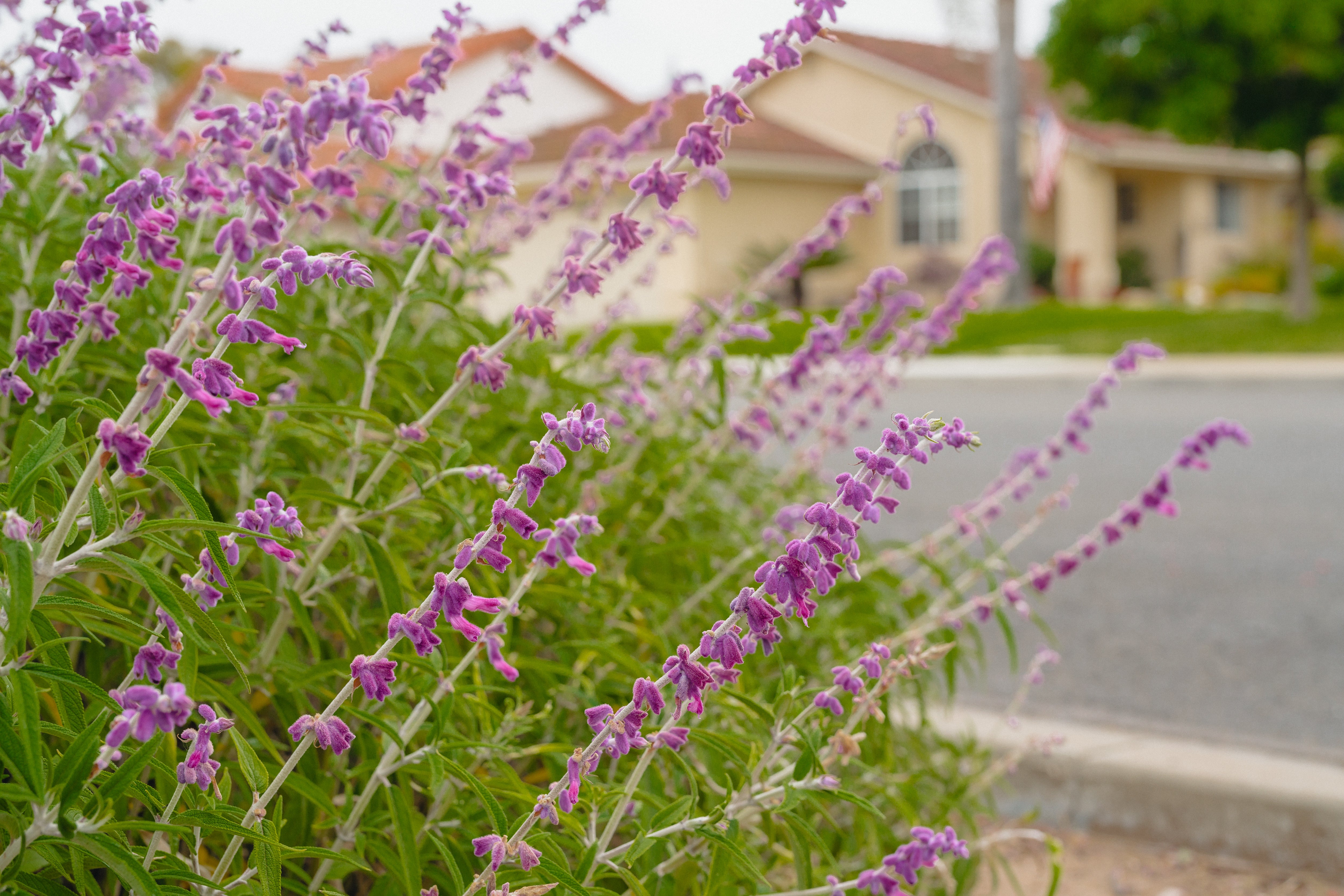 Mexican Bush Sage