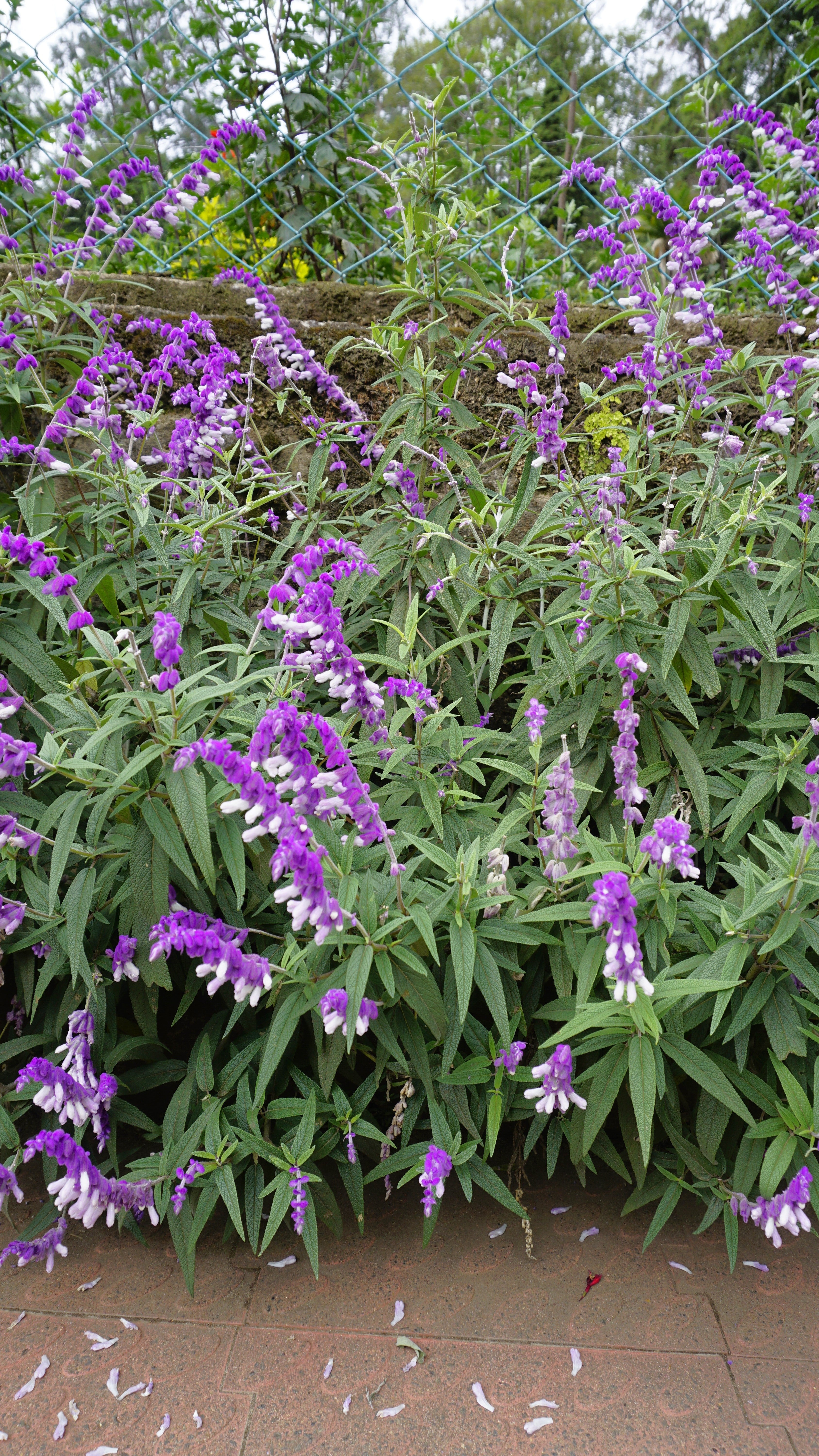 Salvia leucantha