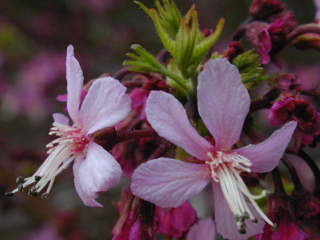 Mexican Buckeye