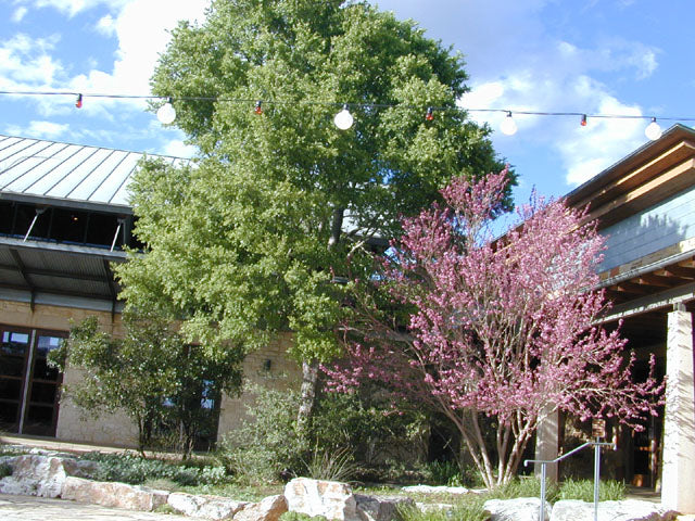 Mexican Buckeye