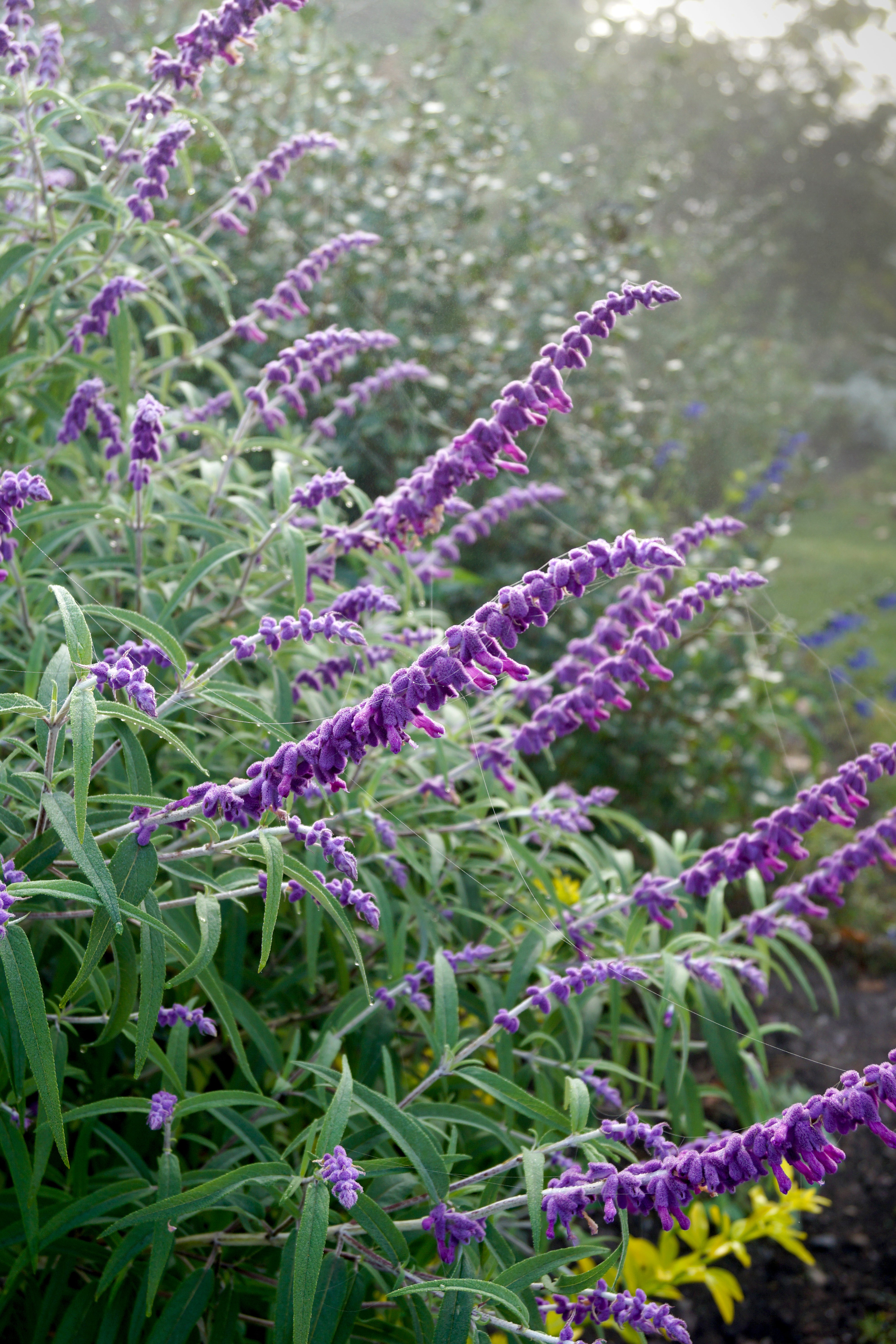 Salvia leucantha