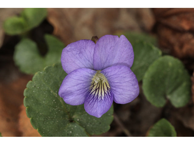 Missouri Violet