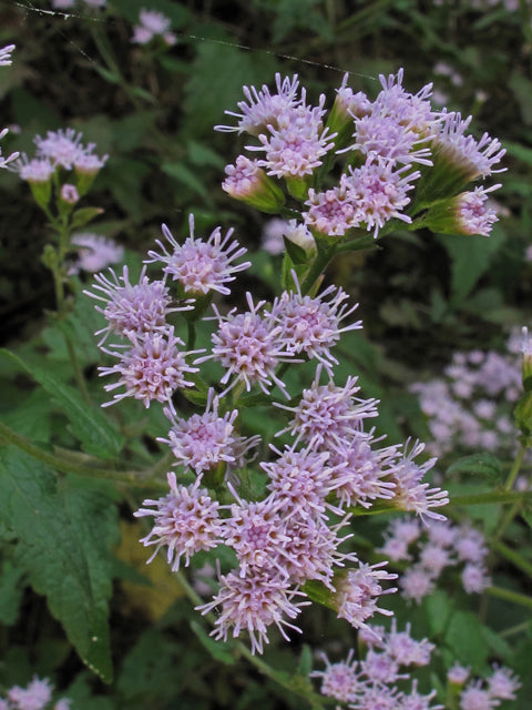 Pink Thoroughwort