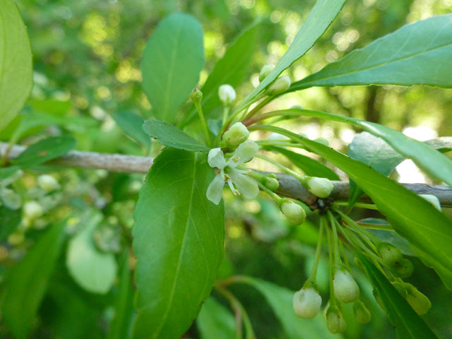 Possumhaw