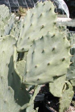 prickly pear old Mexico