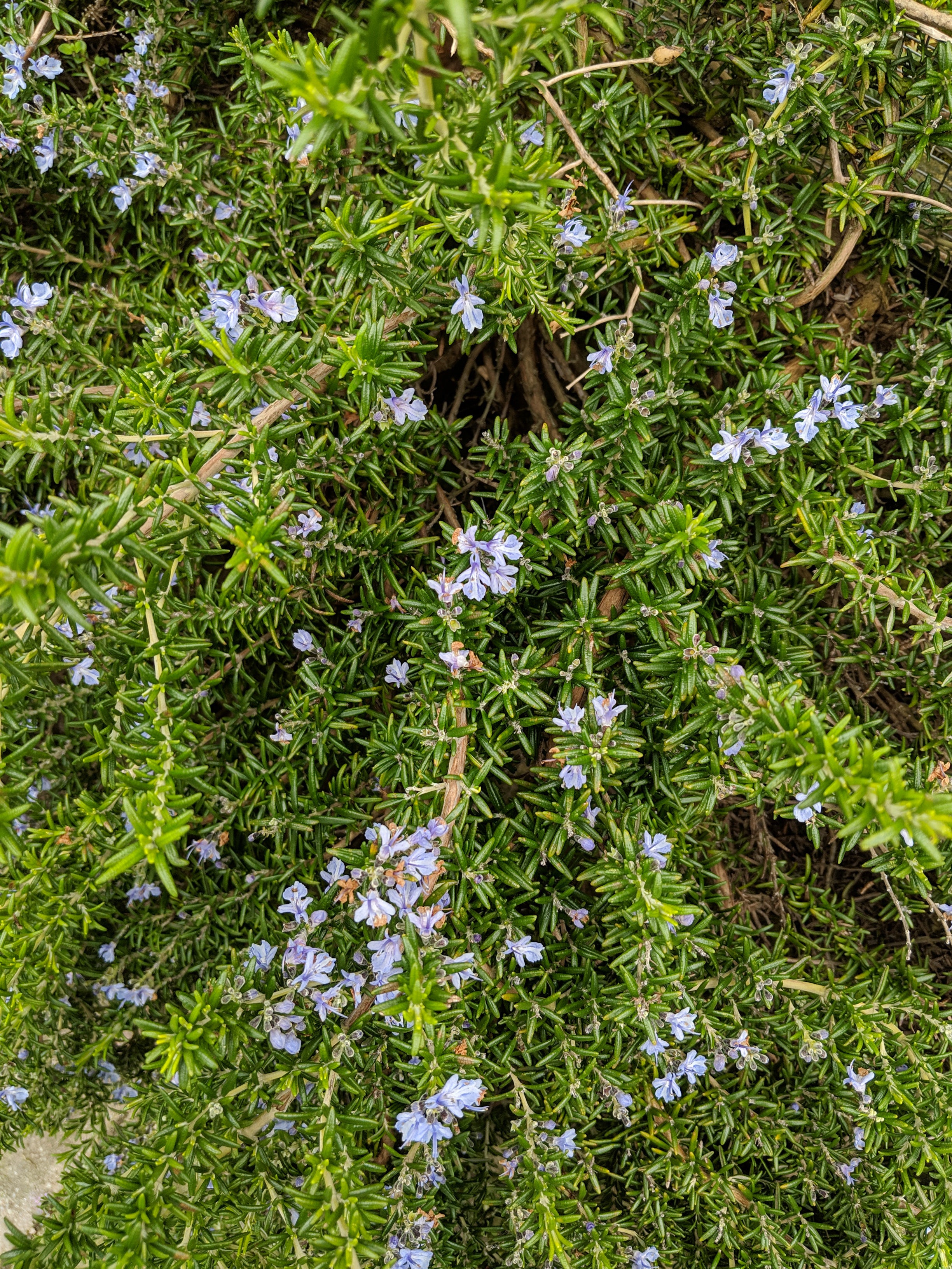 rosemary prostrate