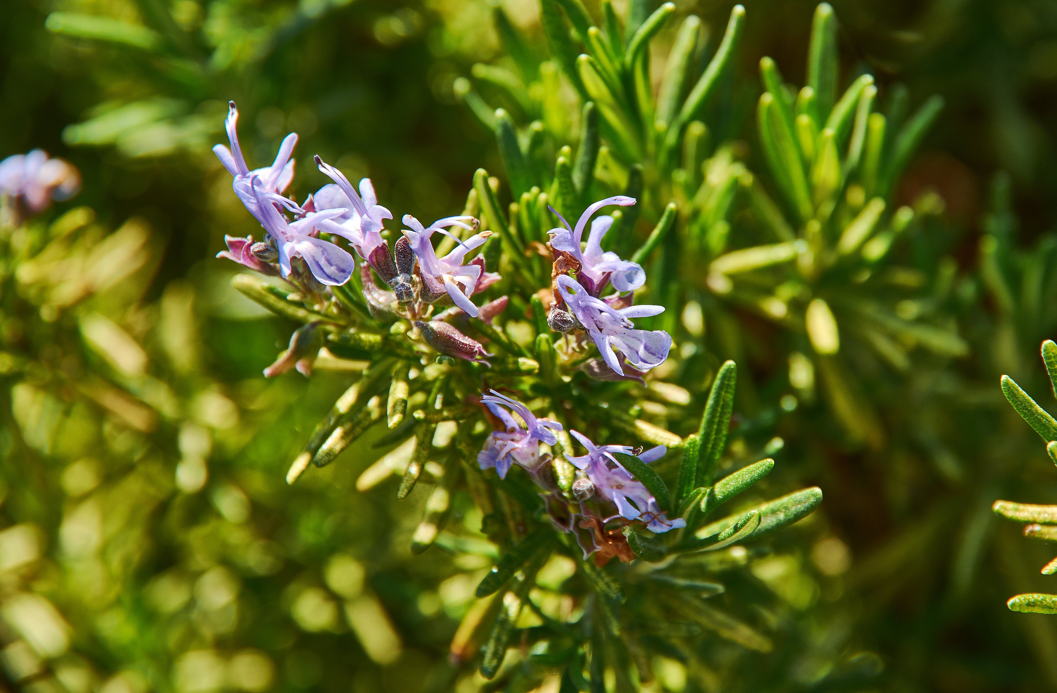 rosemary prostrate