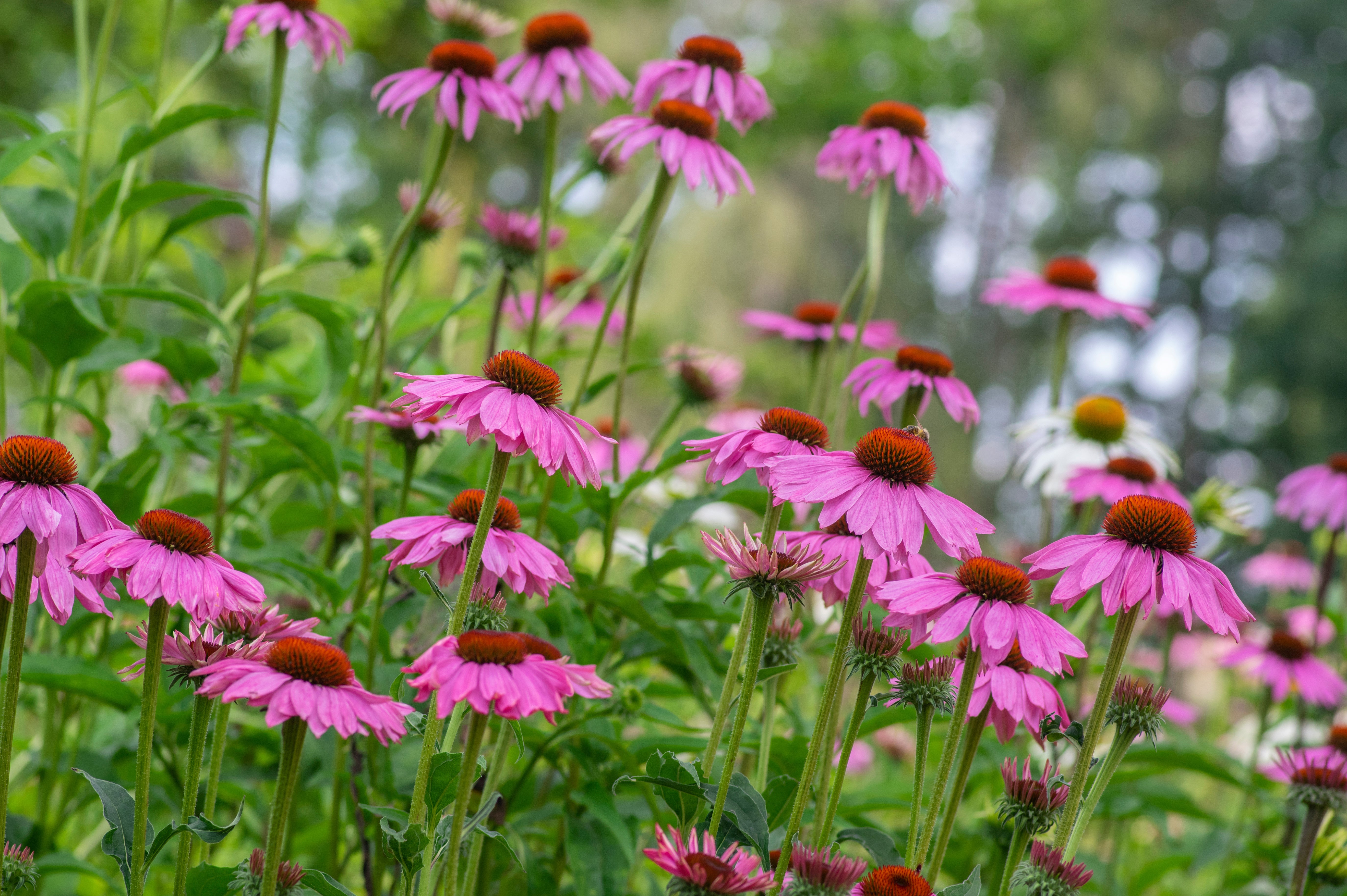 Purple Coneflower