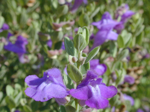 Purple Skullcap