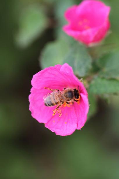 Pavonia lasiopetala