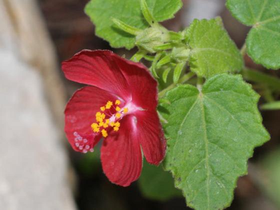 Rock Rose 'Ellen's Legacy'