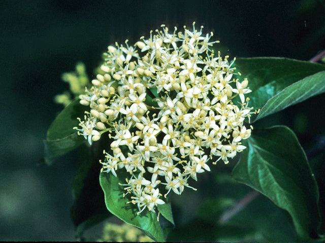 Roughleaf Dogwood