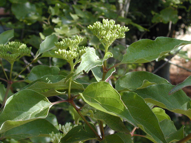 Roughleaf Dogwood