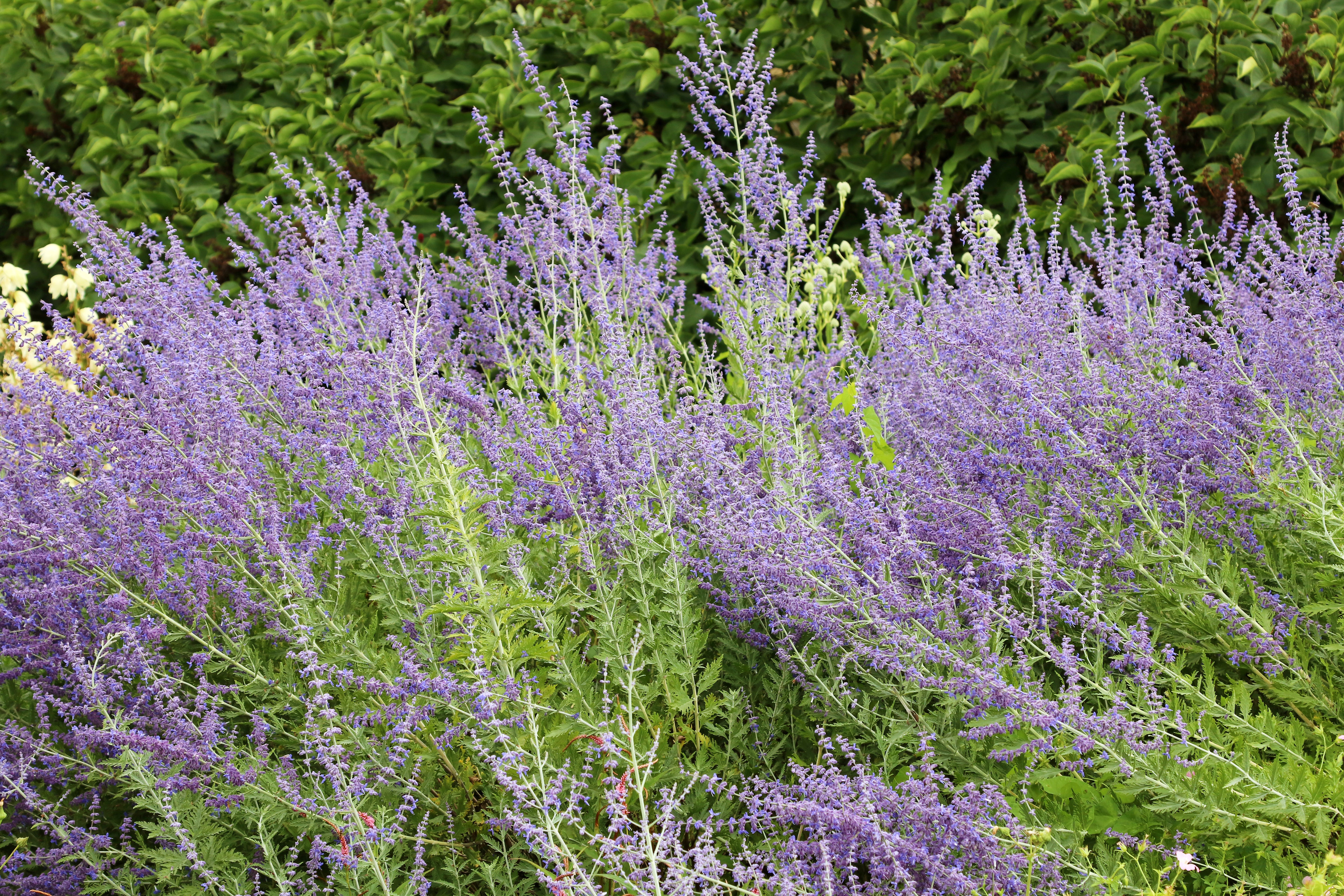 russian sage