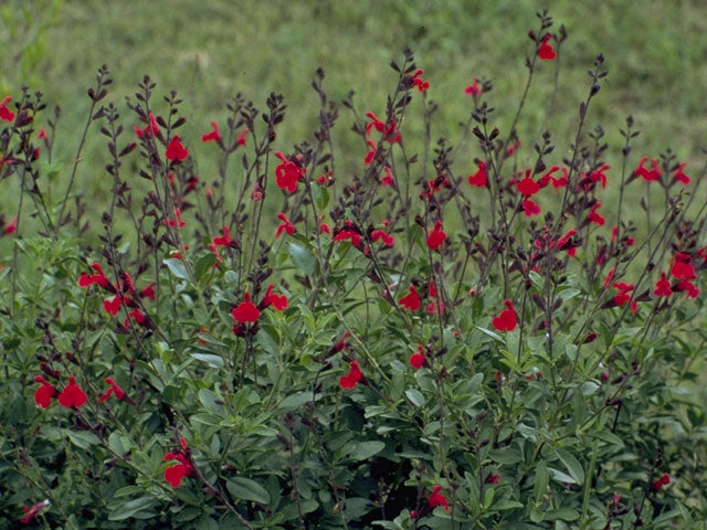 autumn sage