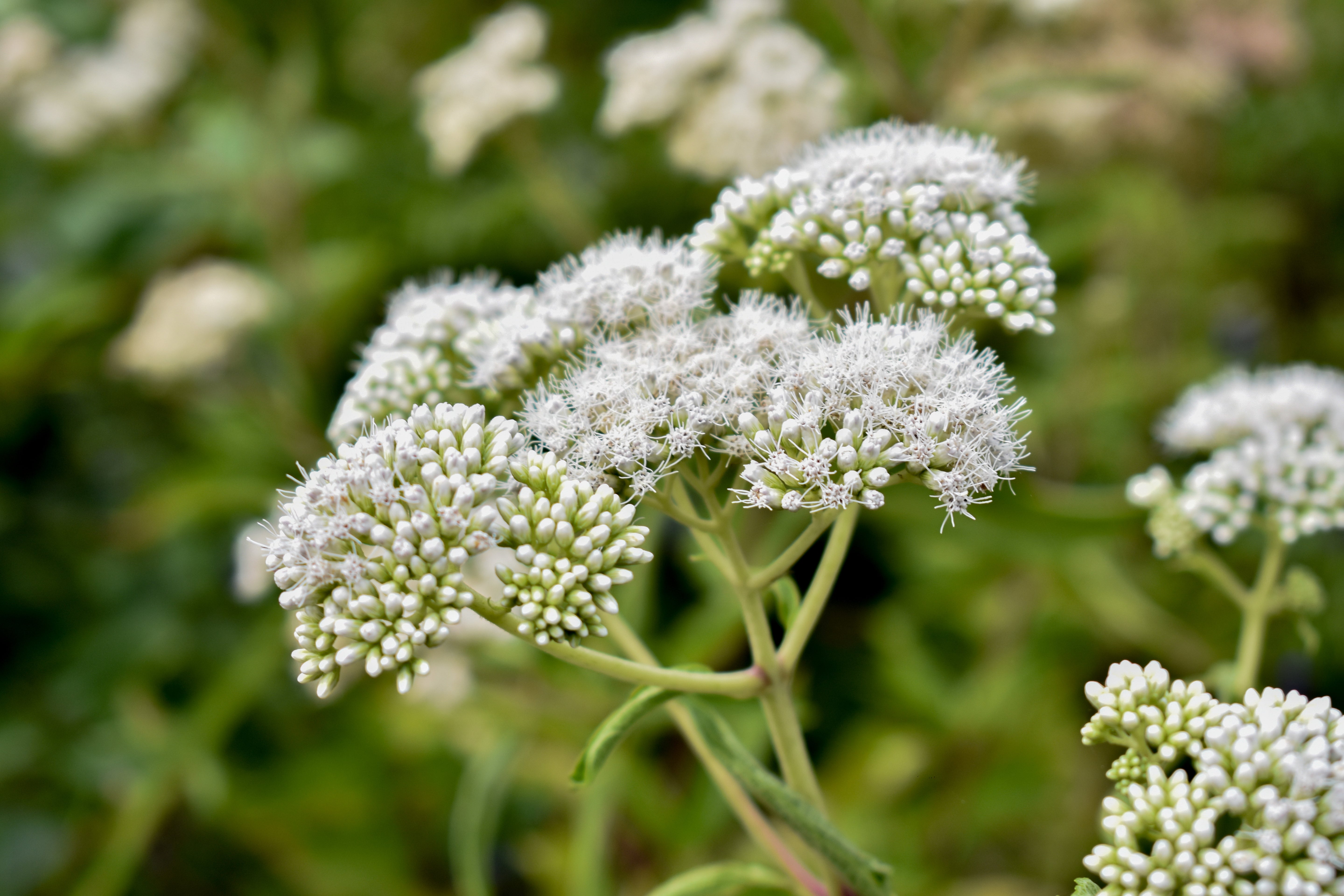 fragrant mistflower