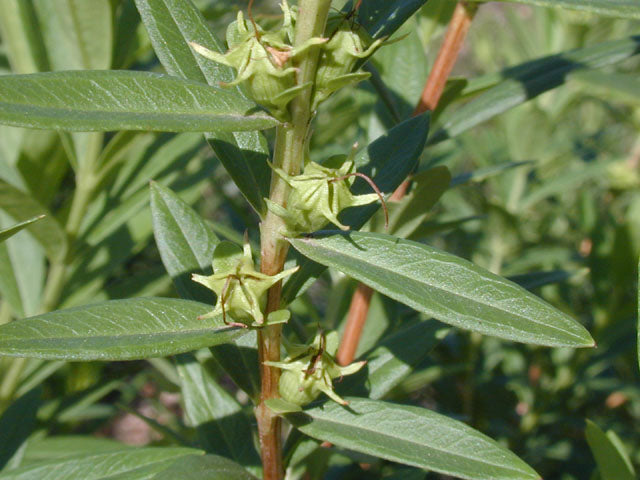 Shrubby Yellowcrest