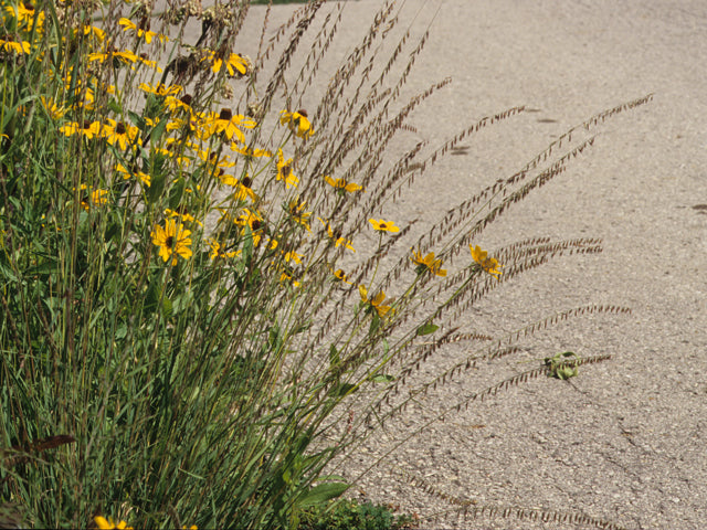 Bouteloua curtipendula