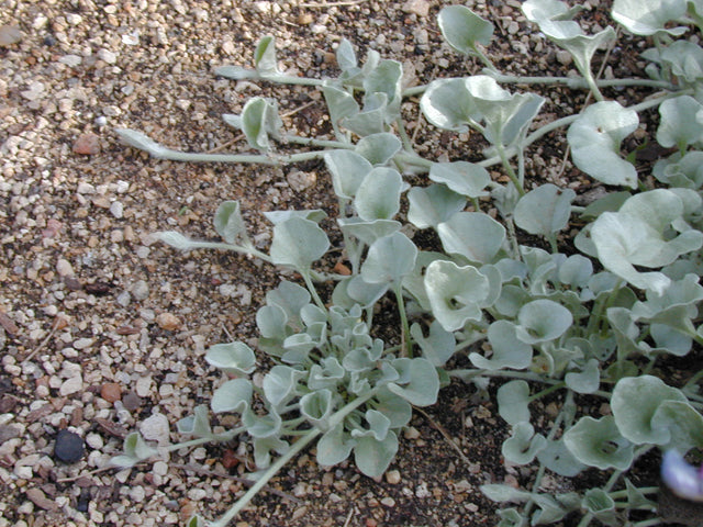 Dichondra argentea