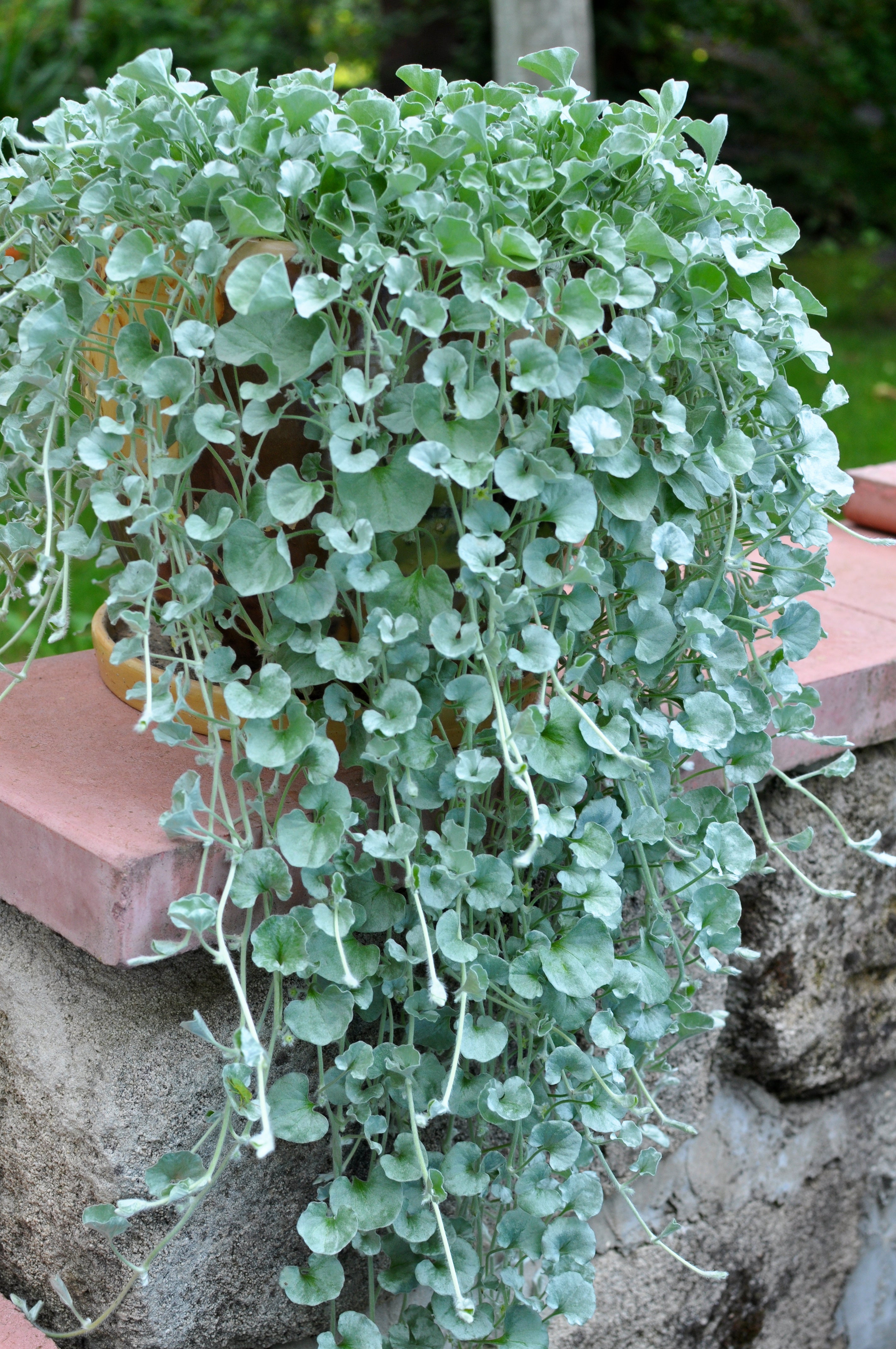 Dichondra argentea