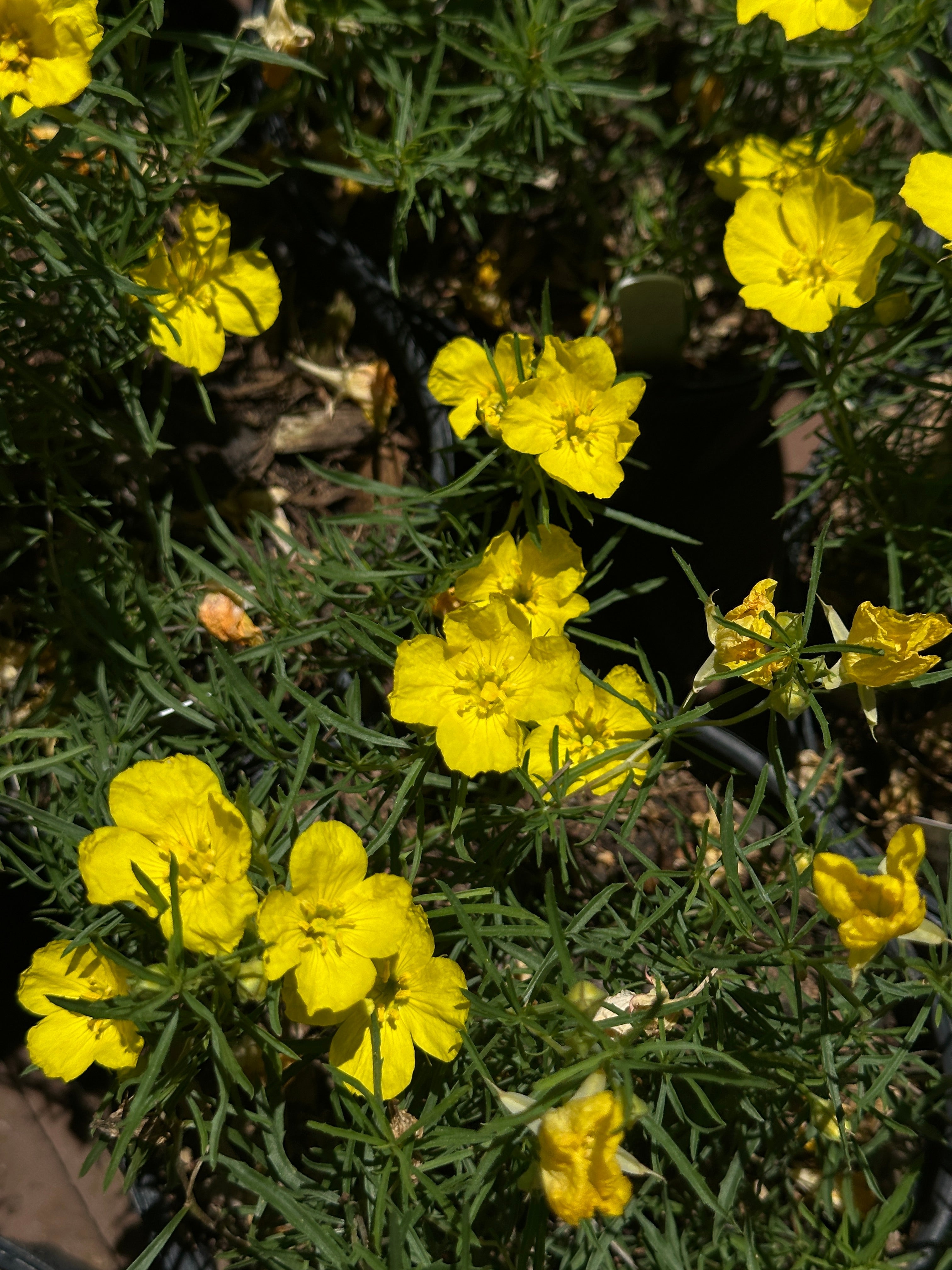 texas primrose