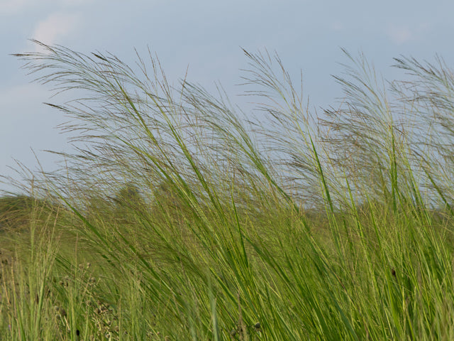 Panicum virgatum