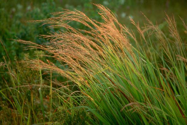 Panicum virgatum