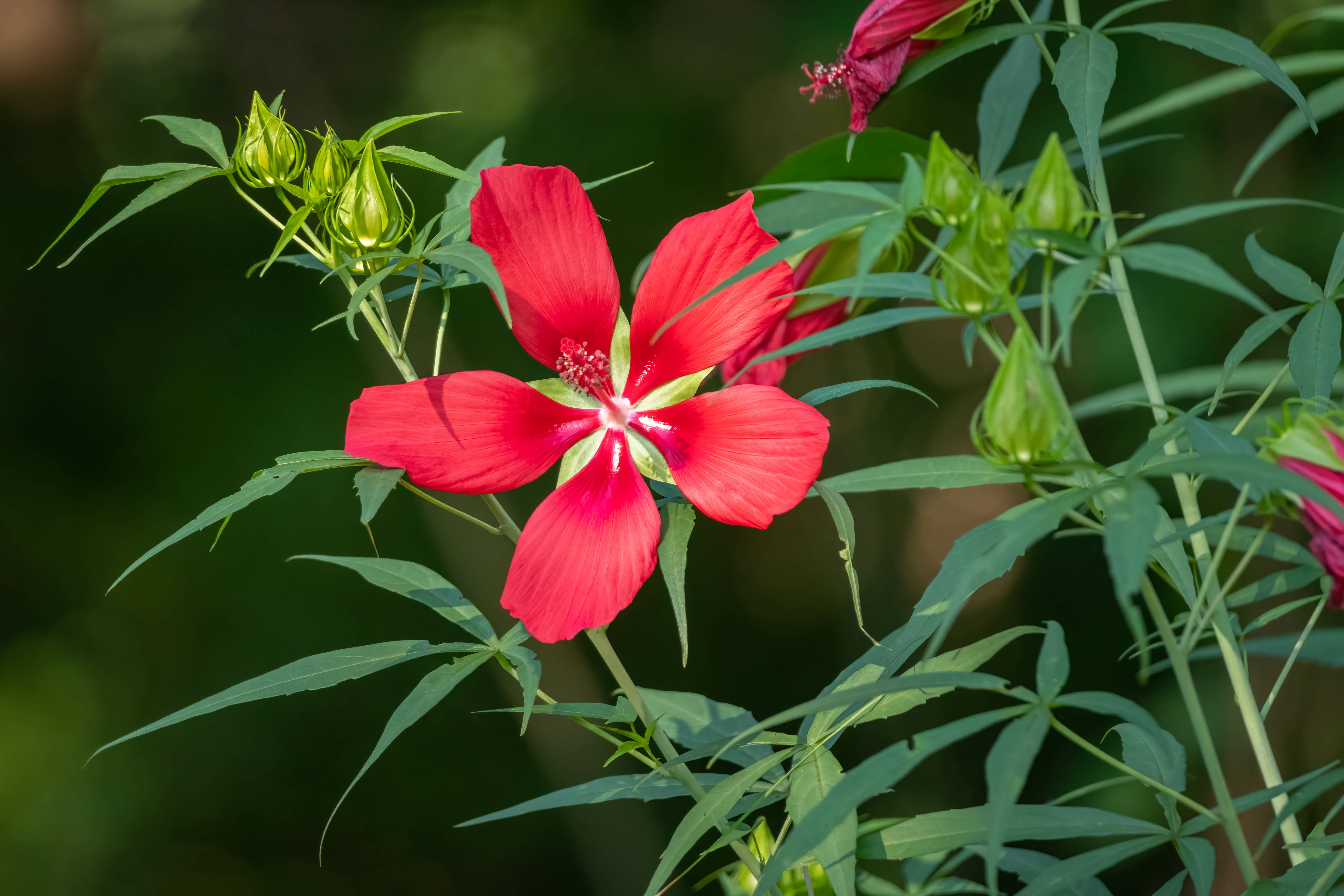 Texas Star Hibiscus