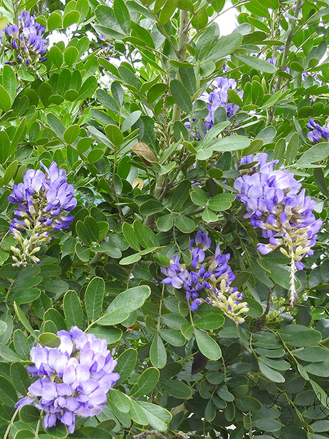 Texas Mountain Laurel