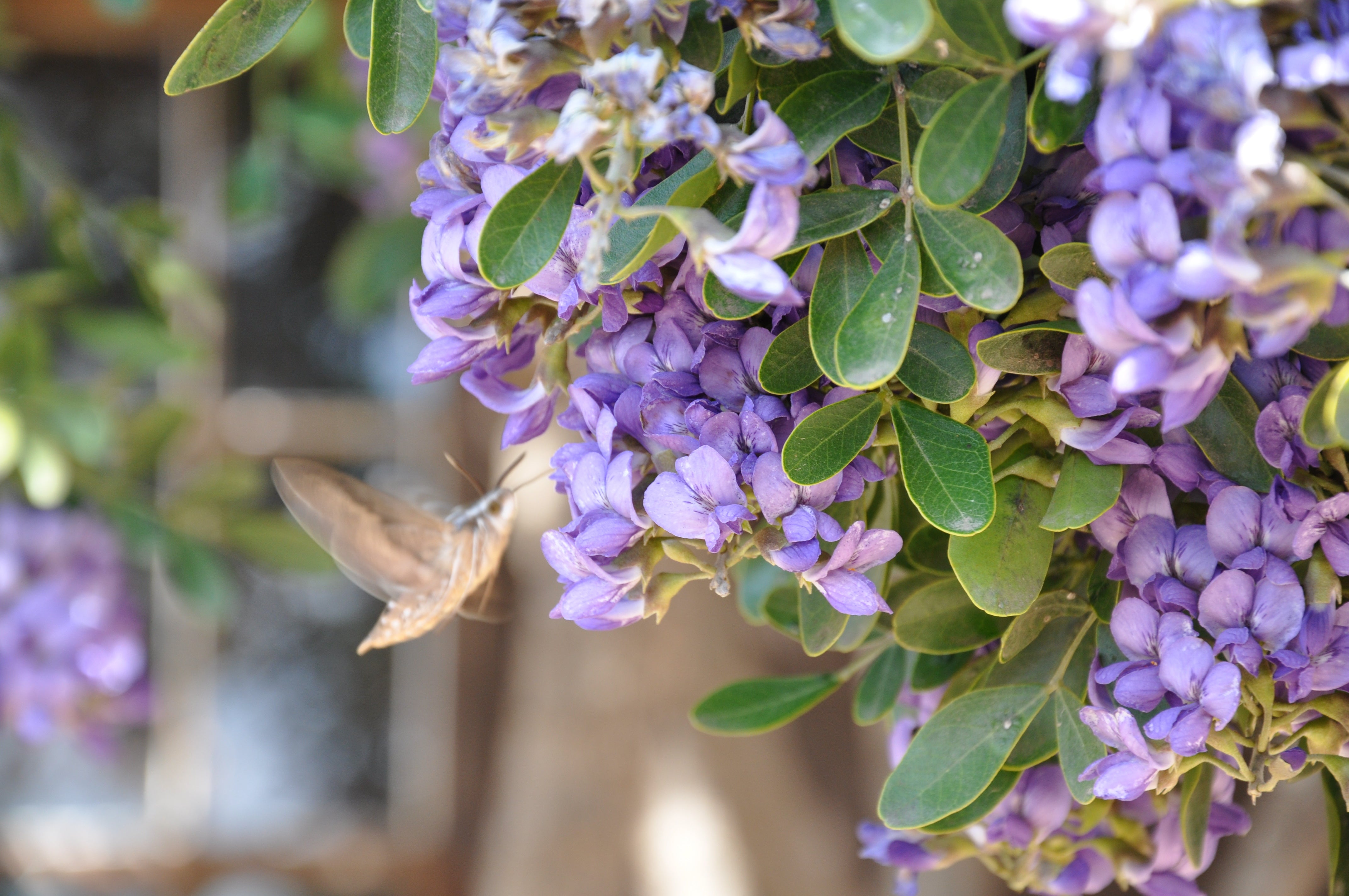 Texas Mountain Laurel