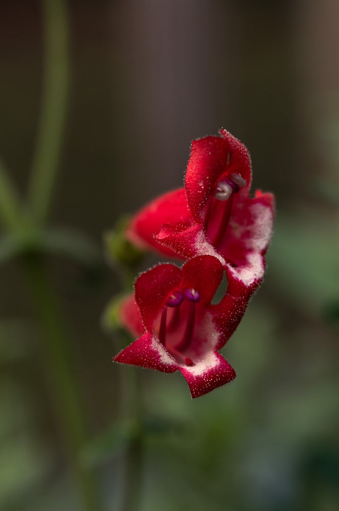 Rock Penstemon