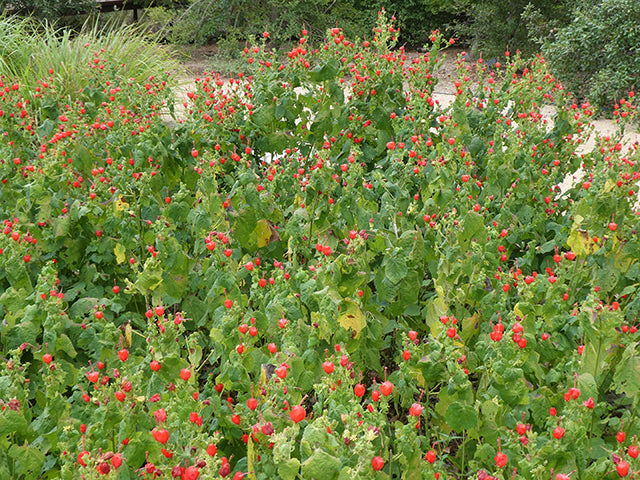 Malvaviscus arboreus var. drummondii