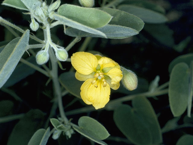 Twinleaf Senna