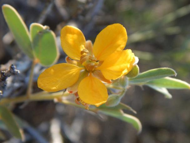 Twinleaf Senna