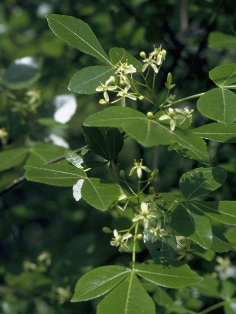 Ptelea trifoliata